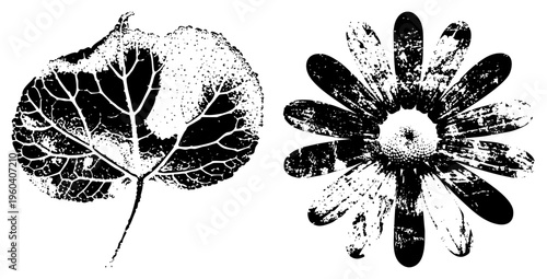 Graphic leaf and daisy rendered in high contrast halftone, botanical illustration, vector art, design, nature motif.