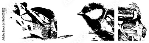 Black and white bird portrait with halftone shading, feather, graphic art style, vector illustration, isolated wildlife subject.