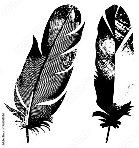 Hand drawn feather illustrations with distressed ink effects, ornamental plumes, artistic vector graphics, black and white design, rustic aesthetic.