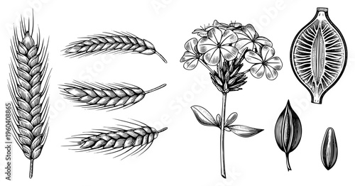 Detailed botanical sketches of wheat ears, flower structures, and seed sections, rendered in fine engraving style for scientific or artistic use.