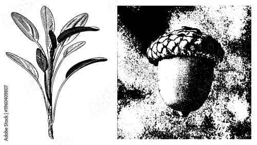 Detailed botanical illustration of acorn with cap and sagebrush leaves, rendered in halftone dot, isolated foreground elements, naturalistic botanical style.