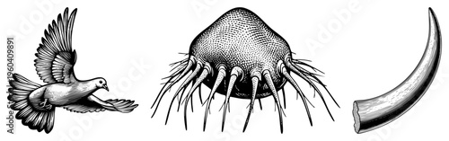 Three distinct black and white vector illustrations soaring pigeon, detailed water mite, curved tusk all rendered in classic halftone style with fine and hatching.