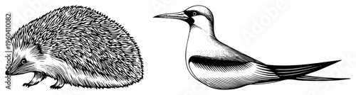 Hand drawn hedgehog with spiky quills and tern bird with body, both rendered in intricate hatching and stippling, ideal for print or digital design.
