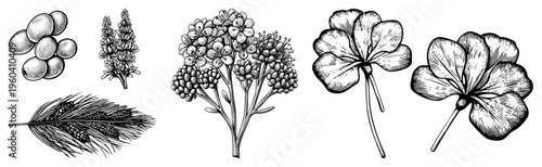 Hand drawn botanical elements including flowers, berries, pine cones, and foliage rendered in precise black and white, ideal for design, print, or educational use.