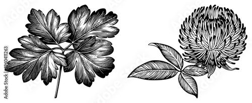 Hand drawn botanical sketch of parsley and clover, engraved style, herbal illustration, plant anatomy, garden flora, medicinal herbs, vintage print.