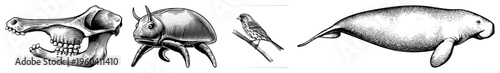Detailed drawings of mammal skulls, insect, bird, and manatee, classic scientific illustrations, natural history graphics, black and white vector art.