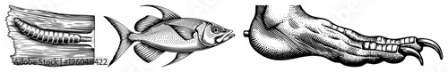 Antique woodworm infestation, stylized fish with fins, clawed foot anatomy, engraved art, halftone shading, biological illustration.