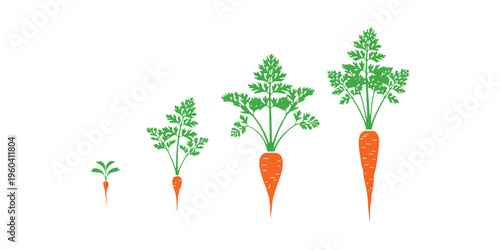 Carrot plant life cycle displayed in stages on white.
