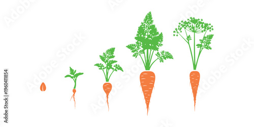 Illustration showing the stages of carrot growth on a white background.