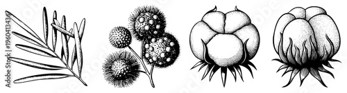 Detailed black and white botanical sketches of foliage, spiky berries, and blooming buds, rendered in halftone and hatch style, ideal for herbal or scientific design.