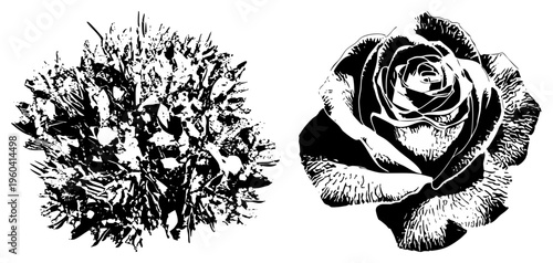 Stylized rose and abstract cluster, vector art, botanical illustration, graphic design element, high contrast, detailed texture rendering.