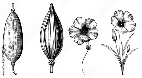 Hand drawn botanical sketches of seed pods and poppy blooms, rendered in intricate art with hatching and stippling for texture, ideal for nature design or vintage print.