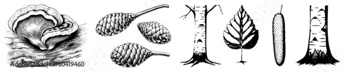 Wood textured mushroom, pinecones, birch and beech tree trunks, leaf, and cucumber rendered as engraved style botanicals. Mycological and arboreal elements in high contrast vector art.