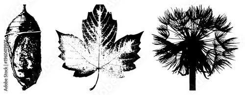 Black and white vector illustrations of seasonal flora, acorn cap, maple leaf veins, dandelion fluff, nature motifs, botanical art, autumn elements.