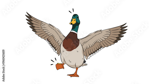 Mallard duck standing with one foot raised and wings slightly out seems to be dancing or walking proudly on a plain white background.