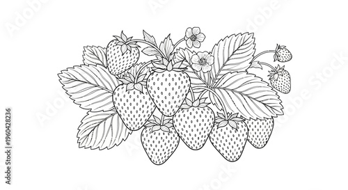 Hand-drawn sketch of ripe strawberries on a vine with leaves and flowers