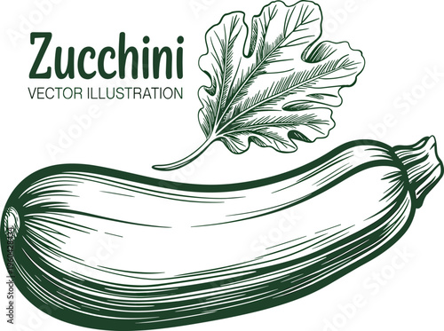Vintage hand drawn zucchini with leaf illustration, organic summer squash sketch, vegetable engraving vector art