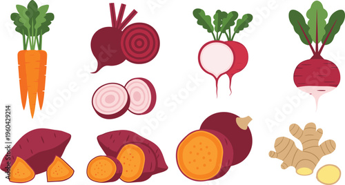 Fresh Root Vegetables Vector Set Featuring Carrot, Beetroot, Radish, Turnip, Sweet Potato and Ginger Healthy Organic Food Illustration Collection