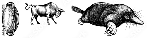 Detailed halftone engravings of a cow, mole, and natural history illustrations, vintage zoology, wildlife sketches, engraved vector art.