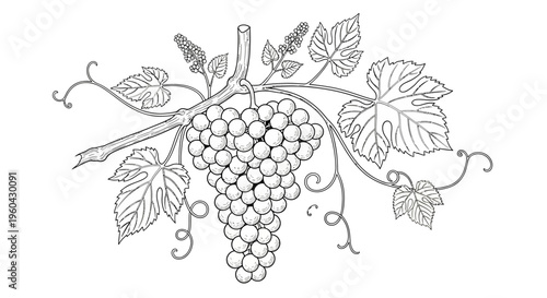 Vineyard Grapes Bunch Illustration - Hand Drawn Sketch Style