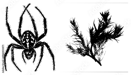 Stylized spider with abdomen and feathery branch, both rendered in bold black with dotted texture, isolated vector graphics for design use.