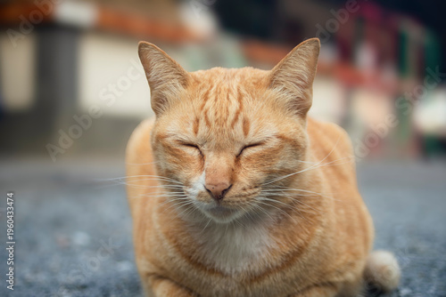 Cute ginger cat sleeping on the floor in the city. Selective focus.