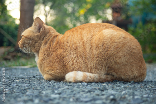 Cute ginger cat sitting on the ground and looking at something.