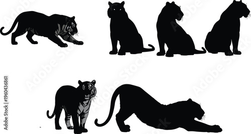 Flat vector illustration of black panther silhouettes, wild jungle animal, sitting walking stalking poses, wildlife predator graphic design element
