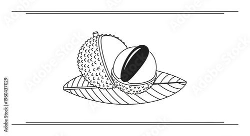 Lychee Fruit Half Cut Showing Seed on Leaf, Black and White Line Art Illustration