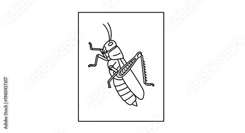 Line Art Grasshopper Illustration: Detailed Black and White Insect Drawing