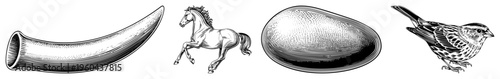 Antique tusk, prancing horse, oval, sparrow bird, engraved illustrations, sketches, vintage vector designs.