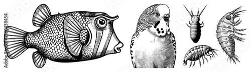 Detailed black and white art of tropical fish, budgerigar bird, and isopod crustaceans, engraved style, scientific illustration, natural history drawing.