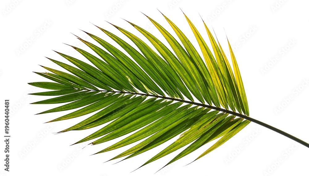 Fototapeta premium A single green palm frond with a white background.