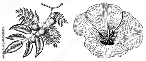 Detailed black and white botanical sketch showing poppy bloom and fruit bearing branch, engraved style, natural science illustration, plant anatomy study.