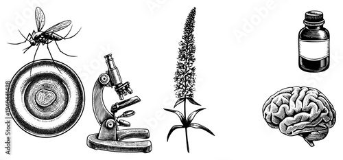 Black and white scientific illustrations mosquito on plate, microscope, plant, brain, medicine bottle. Medical, biology, research, education, vector art.