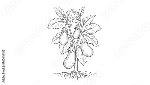 Detailed botanical illustration of an eggplant plant with growing fruits leaves and roots in a clean black and white line art style.
