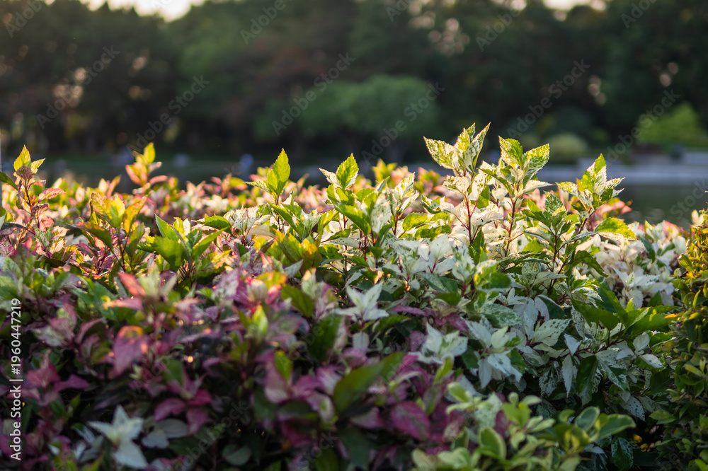 Fototapeta premium Vibrant plant growth in sunset park nature lush environment close-up view