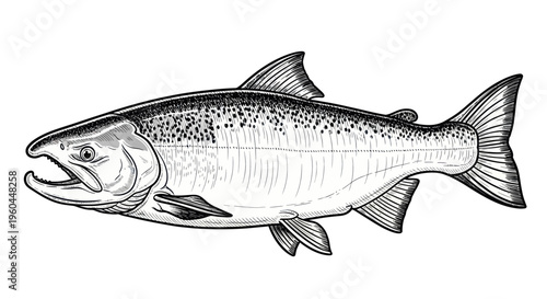 Salmon Fish Illustration - Hand Drawn Style
