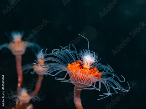 Foto Macro close-up image of a Tubular hydroid polyp (Tubularia warreni) underwater w