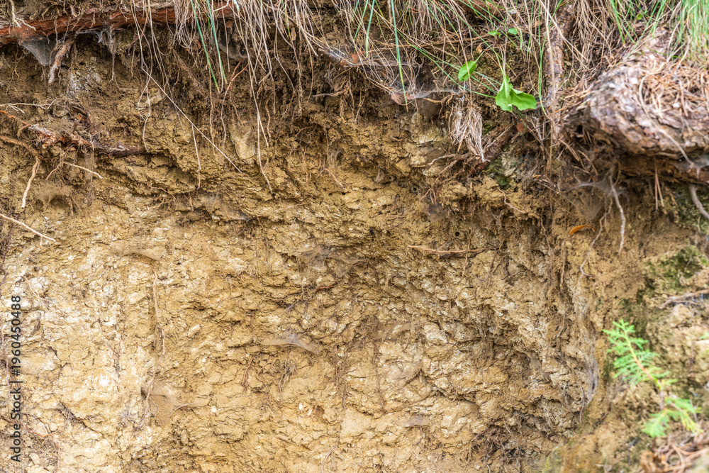 Fototapeta premium Hillside cross section reveals layered soil and rock beneath dense greenery. Exposed roots and erosion patterns highlight nature slow sculpting over time
