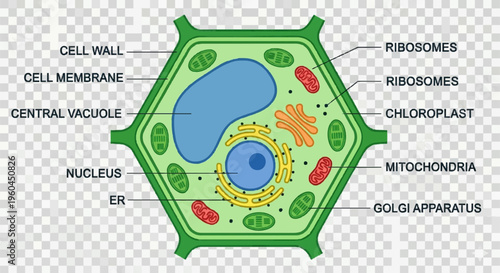 Plant Cell Diagram Line Icon