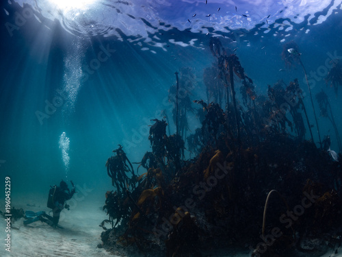 Super wide-angle shot of a scuba diver photographing the large kelp forest towering above her underwater, with the water surface visible and sunrays shining into the water.