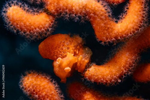 The well camouflaged Whip-fan nudibranch (Tritonia nilsodhneri) sea slug wrapped around the seafan branch