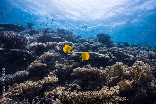 Wide-angle shot of two bright yellow Masked butterflyfish (Chaetodon semilarvatus) together on the calm tropical reef 