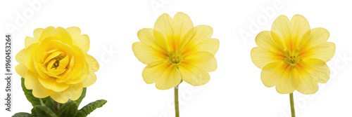 Quadro em tela Three vibrant yellow primrose flowers with delicate notched petals isolated on a clean white background