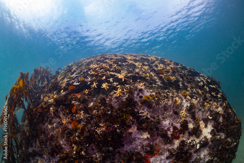 Wide-angle of a large boulder covered with Spiny sea stars (Marthasterias glacialis) in shallow, clear water in False Bay, Cape Town