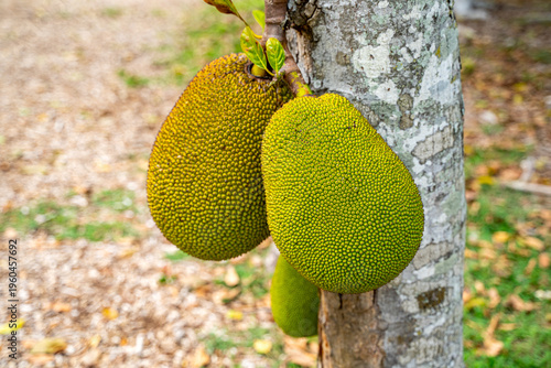 Jackfruit tree full of large fruits on branches, Florida