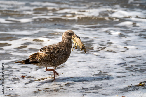 Seagull Carrying Prey on Sandy Beach, Wildlife Feeding Behavior and Survival Concept