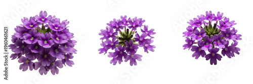 Photos Three vibrant purple verbena flower clusters with tiny blossoms isolated on a clean white background