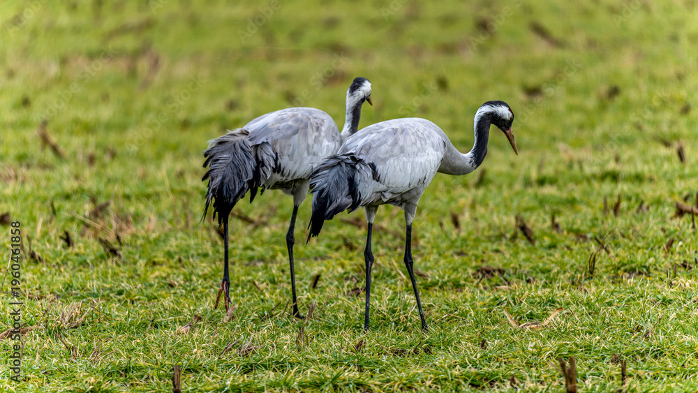Fototapeta premium zwei Kraniche auf einer grünen Wiese